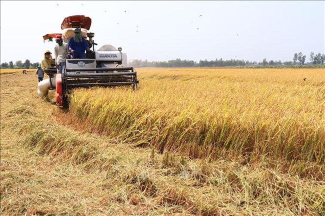 Giá phân bón tăng, giá lúa giảm: Gánh nặng đè lên vai người dân ĐBSCL (17/8/2021)
